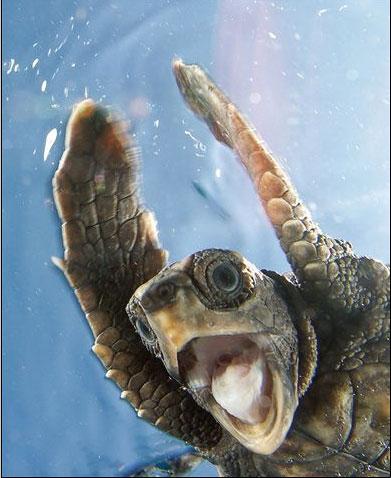 Kirra Dive “On The Tweed” - Find Attractions 1