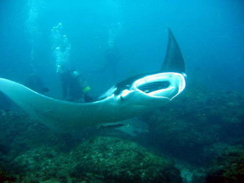Kirra Dive “On The Tweed” - Find Attractions 3