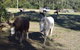 AAA Horse Riding & More - thumb 2