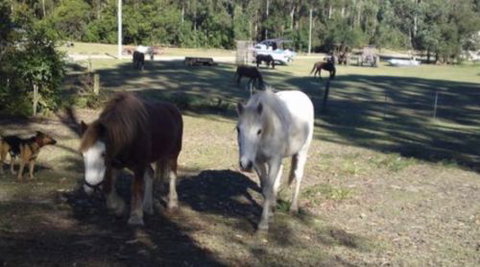 AAA Horse Riding & More - Find Attractions 2