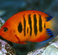 Cairns Marine - Find Attractions
