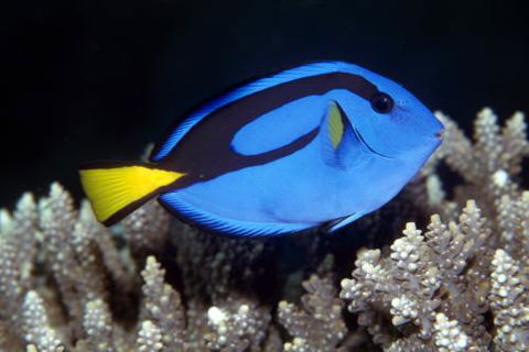 Cairns Marine - Find Attractions 2
