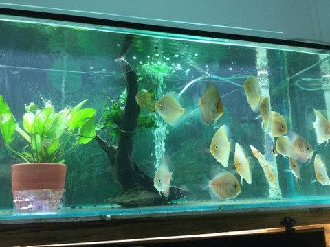 True Blue Aquariums - Find Attractions 1