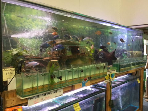 True Blue Aquariums - Find Attractions 2