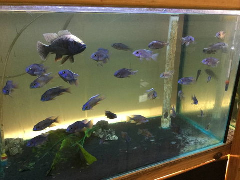 True Blue Aquariums - Find Attractions 3
