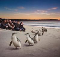 Down Under Thrills - Find Attractions