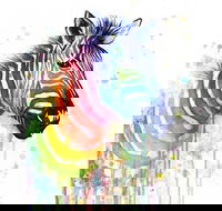 Rainbow Zebra - 65 Northbourne 7.30-9.30pm - Find Attractions