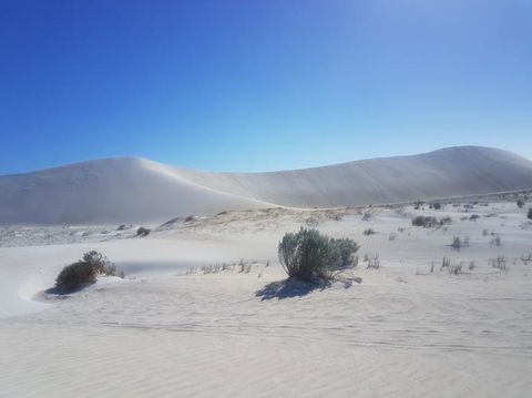 Pinnacles Desert, Koalas And Sandboarding 4WD Day Tour From Perth - Find Attractions 2