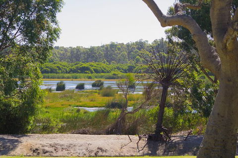 Pinnacles And Yanchep National Park Day Trip From Perth Including Lobster Shack Lunch And Sandboarding - Find Attractions 10