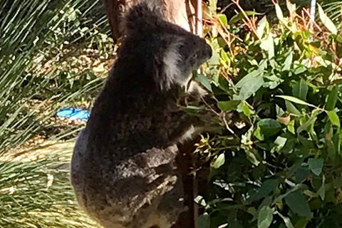 Pinnacles And Yanchep National Park Day Trip From Perth Including Lobster Shack Lunch And Sandboarding - Find Attractions 6