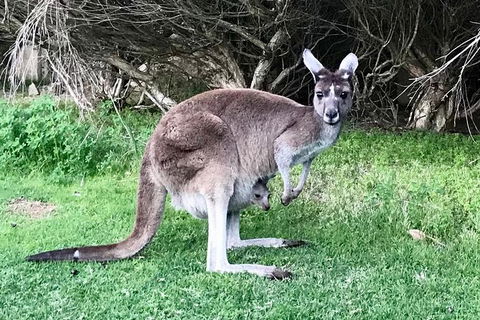 Pinnacles And Yanchep National Park Day Trip From Perth Including Lobster Shack Lunch And Sandboarding - Find Attractions 8