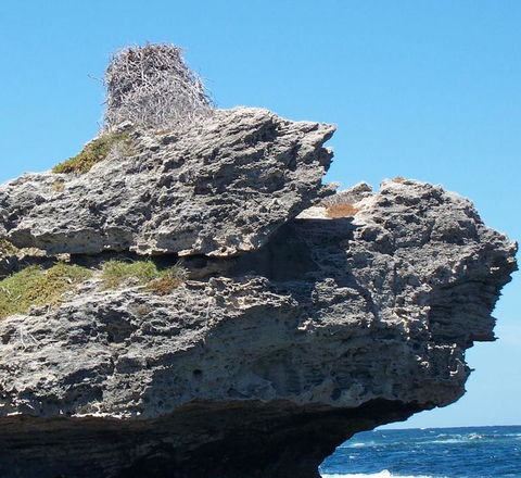 Rottnest Island Tour From Perth Or Fremantle Including Adventure Speed Boat Ride - Find Attractions 7