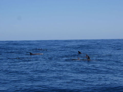 Rottnest Island Tour From Perth Or Fremantle Including Adventure Speed Boat Ride - Find Attractions 6