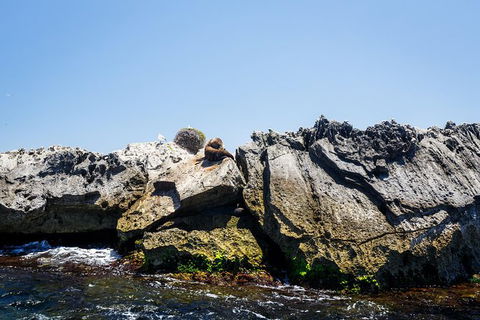 Rottnest Island Tour From Perth Or Fremantle Including Adventure Speed Boat Ride - Find Attractions 9