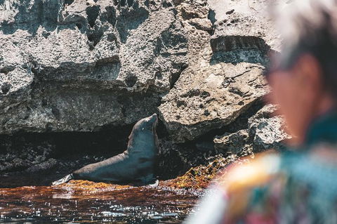 Rottnest Island Tour From Perth Or Fremantle Including Adventure Speed Boat Ride - Find Attractions 14