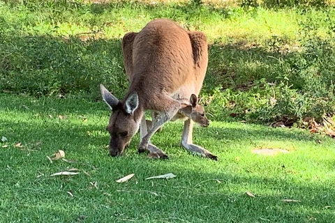 Pinnacles Day Trip From Perth Including Yanchep National Park - Find Attractions 5