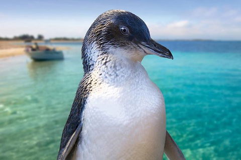 Full-Day Penguin Island & Fremantle Town - Find Attractions 0