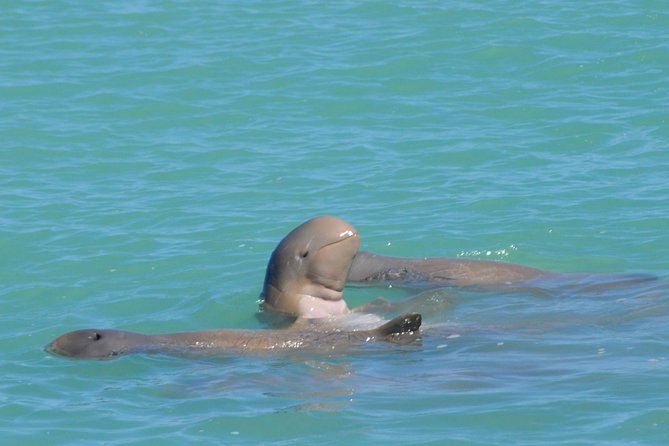 Snubfin Dolphin Eco Cruise from Broome Broome