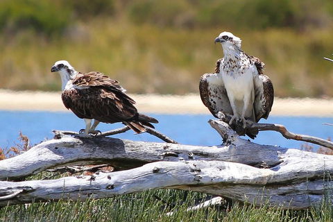 Murray River Lunch Cruise - Find Attractions 11