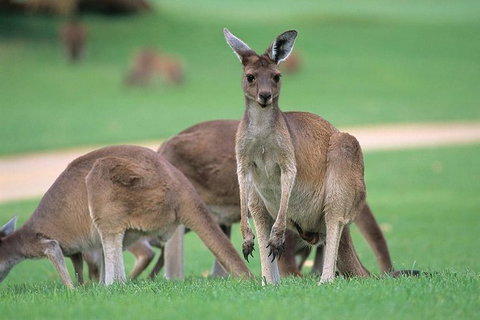 Full-Day Perth, Fremantle, Swan Valley & Wildlife Park - Find Attractions 1