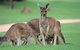 Full-Day Perth, Fremantle, Swan Valley & Wildlife Park - thumb 3