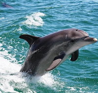 Half-Day Mandurah Canals  Dolphin Watch Tour - Find Attractions