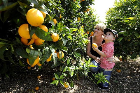 Half-Day Swan Valley Walk & Fruit Orchard - Find Attractions 1
