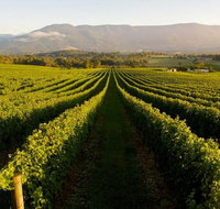 Half-Day Swan Valley Walk  Fruit Orchard - Find Attractions