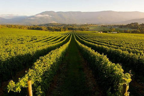 Half-Day Swan Valley Walk & Fruit Orchard - Find Attractions 0
