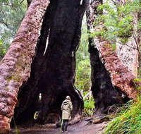 Margaret River Wineries Caves Ocean and Karri - Air  Ground Tour - Find Attractions