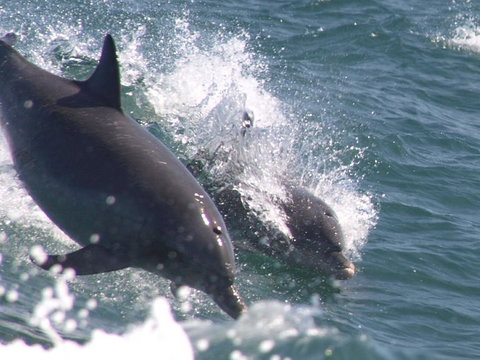 Swim With Dolphins Day Trip From Perth - Find Attractions 2