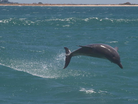Swim With Dolphins Day Trip From Perth - Find Attractions 3
