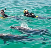 Swim with Dolphins Day Trip from Perth - Find Attractions