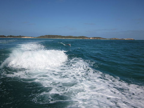 Swim With Dolphins Day Trip From Perth - Find Attractions 4