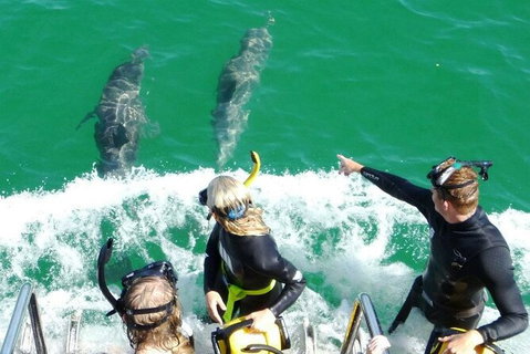 Swim With Dolphins Day Trip From Perth - Find Attractions 8