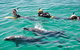 Swim With Dolphins Day Trip From Perth - thumb 5