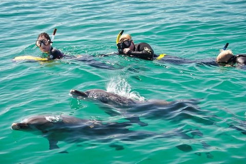 Swim With Dolphins Day Trip From Perth - Find Attractions 5