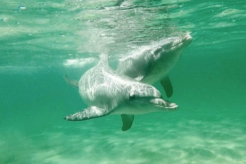 Swim With Dolphins Day Trip From Perth - Find Attractions 10