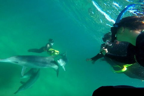 Swim With Dolphins Day Trip From Perth - Find Attractions 9