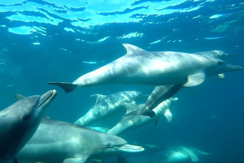 Swim With Dolphins Day Trip From Perth - Find Attractions 7