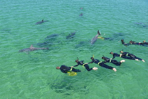 Swim With Dolphins Day Trip From Perth - Find Attractions 6