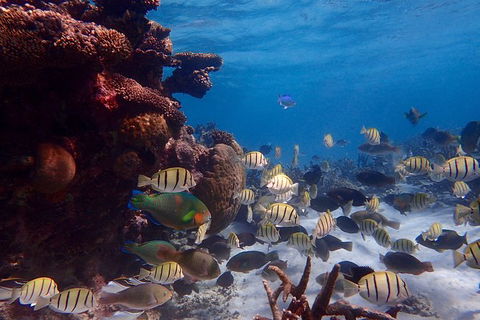 Lagoon Explorer - Ningaloo Reef Full-Day Kayaking And Snorkeling Adventure - Find Attractions 6