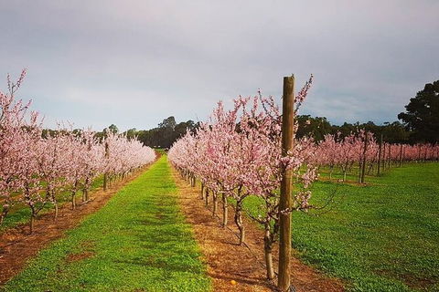 Small-Group Bickley Valley Wine Tour - Find Attractions 11