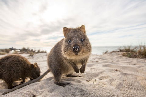 Rottnest Bayseeker Bus Tour From Hillarys Boat Harbour - Find Attractions 5