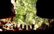 Windjana Gorge And Tunnel Creek 4WD Tour From Broome - thumb 1