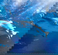 Snorkel with Sharks at AQWA