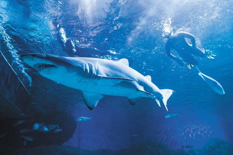 Snorkel With Sharks At AQWA - Find Attractions 0