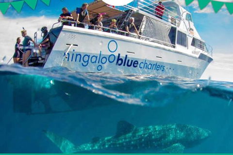 Swim With Whale Sharks- The Largest Fish In The World! - Find Attractions 1