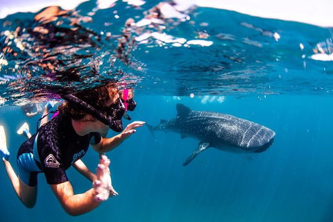 Swim With Whale Sharks- The Largest Fish In The World! - Find Attractions 20