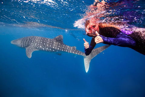 Swim With Whale Sharks- The Largest Fish In The World! - Find Attractions 29
